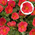 Afbeelding van Portulaca P12 Tropical punch